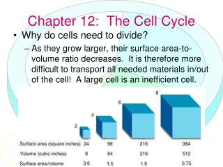 Chapter 12: The Cell Cycle