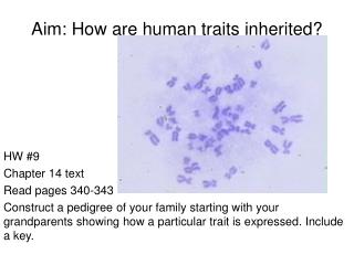 Aim: How are human traits inherited?