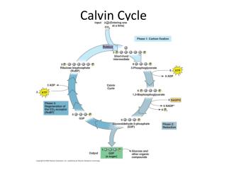 Calvin Cycle