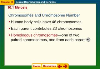 Human body cells have 46 chromosomes