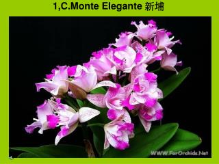 1,C.Monte Elegante 新埔