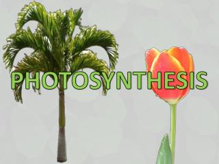 PHOTOSYNTHESIS