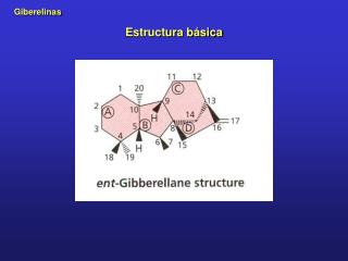 Estructura básica