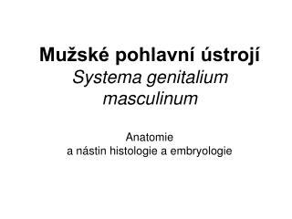 Mužské pohlavní ústrojí Systema genitalium masculinum Anatomie a nástin histologie a embryologie