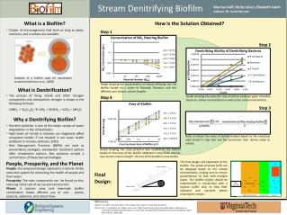 Stream Denitrifying Biofilm