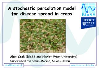 A stochastic percolation model for disease spread in crops