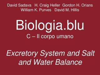 What roles do excretory organs play in maintaining homeostasis?