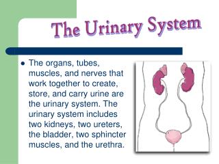 The Urinary System