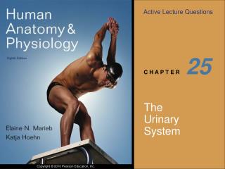 The Urinary System