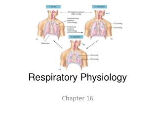 Respiratory Physiology