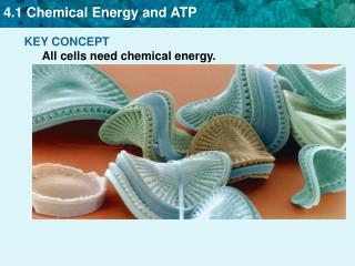 KEY CONCEPT All cells need chemical energy.