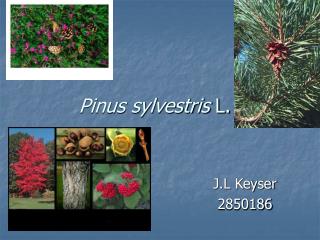 Pinus sylvestris L.