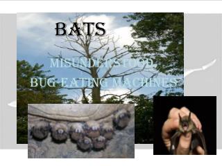 Bats