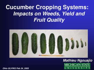 Cucumber Cropping Systems: Impacts on Weeds, Yield and Fruit Quality