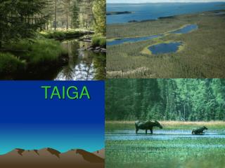 TAIGA