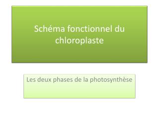 Schéma fonctionnel du chloroplaste