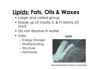 Lipids: Fats, Oils &amp; Waxes