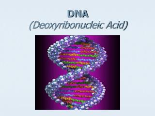 DNA (Deoxyribonucleic Acid)