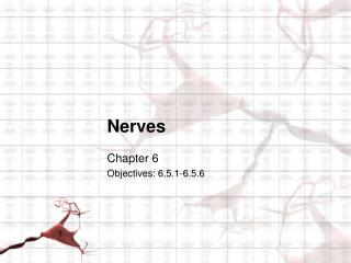 Nerves