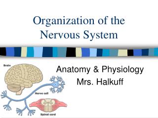 Organization of the Nervous System