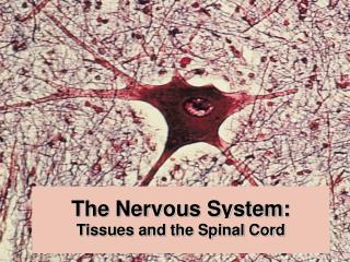 The Nervous System: