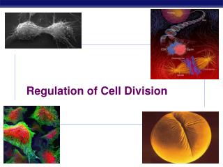 Regulation of Cell Division