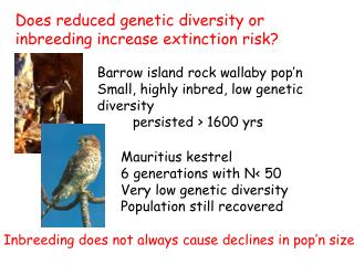 Does reduced genetic diversity or inbreeding increase extinction risk?