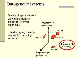 Ontogenetic systems