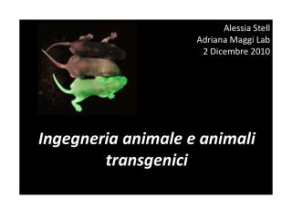 Alessia Stell Adriana Maggi Lab 2 Dicembre 2010