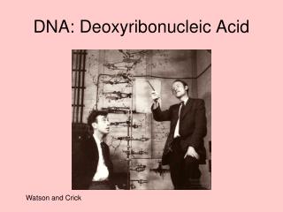 DNA: Deoxyribonucleic Acid