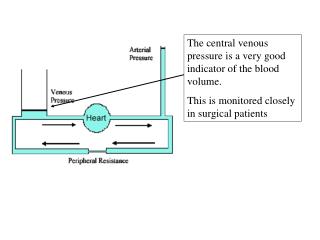 The central venous pressure is a very good indicator of the blood volume.