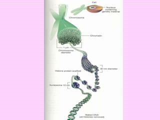 DNA Structure Chapter 16B