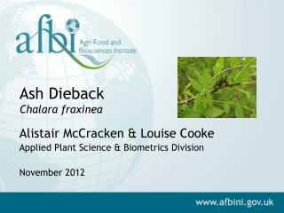 Ash Dieback Chalara fraxinea