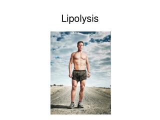 Lipolysis