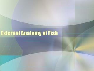 External Anatomy of Fish