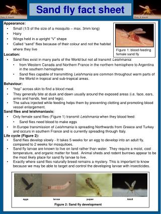 Sand fly fact sheet