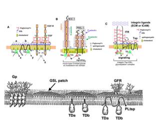 Parton, R. G. et al. J Cell Sci 2006;119:787-796