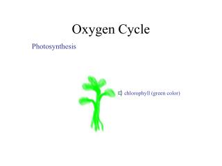 Oxygen Cycle