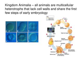 Most animals (&gt;95%) are inverts Aside from very successful insects, most animals are marine