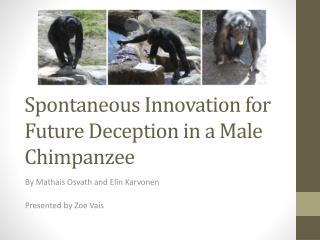 Spontaneous Innovation for Future Deception in a Male Chimpanzee