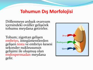 Tohumun Dış Morfolojisi