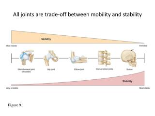 All joints are trade-off between mobility and stability