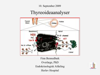 Thyreoideaanalyser