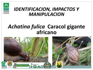 IDENTIFICACION, IMPACTOS Y MANIPULACION Achatina fulica Caracol gigante africano