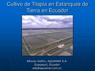 Cultivo de Tilapia en Estanques de Tierra en Ecuador