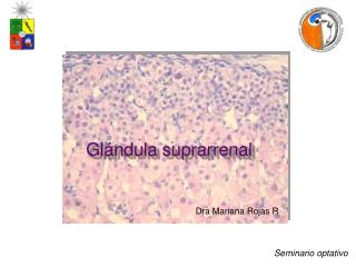 Glándula suprarrenal