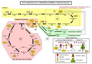 Ciclo del citrato (ciclo de Krebs)