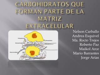 CARBOHIDRATOS QUE FORMAN PARTE DE LA MATRIZ EXTRACELULAR