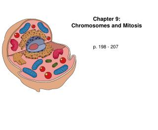 Chapter 9: Chromosomes and Mitosis