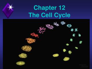 Chapter 12 The Cell Cycle